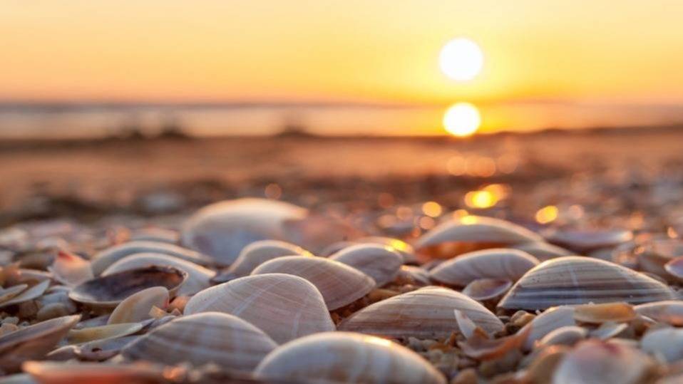 DMO Karakalpakstan presented a new souvenier - "Shells of the Aral Sea"